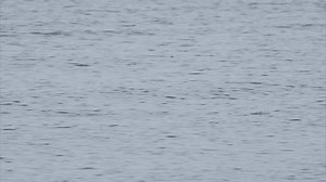 Fish Jumping Out Water Sound Stock Footage Video (100% Royalty-free) 3425146911 | Shutterstock