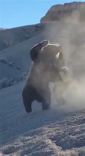 The Ultimate Fight: Silverback Gorilla vs. Brown Bear.シルバーバックゴリラ対ヒグマ