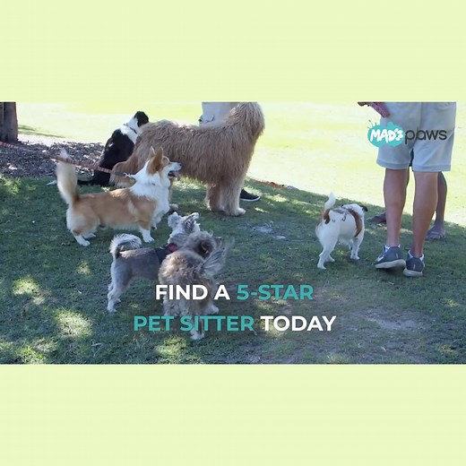 Search for a Mad Paws sitter in your suburb. Try overnight sitting in your home or the sitters home, doggy daycare, drop-in house visits or give your pup a 30min dog walk. ✔️ All Pet Sitters are Vetted and Insured 🤝 Meet the Pet Sitter before booking 📷 Receive photo updates of your pet 🏡 Your pet cared for in a home environment | Mad Paws
