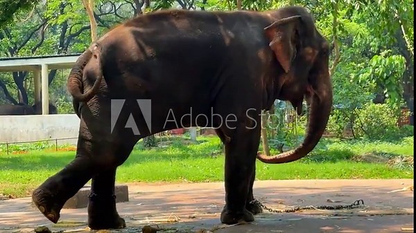 Large Elephant Walking with Chains in an Outdoor Zoo Enclosure