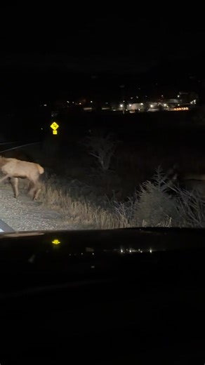 Wendy Hughes on Reels