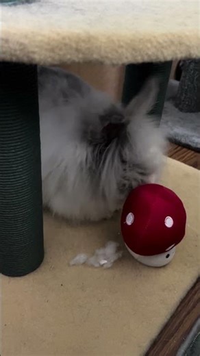Lionhead rabbit destroying stuffed mushroom