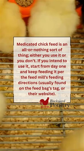 Reading up on medicated chick feed on Backyard Poultry Magazine while we watch our chicks grow. What's your strategy for mitigating coccidiosis in baby chicks? Read the full article at https://backyardpoultry.iamcountryside.com/feed-health/what-medicated-chick-feed-is-all-about/ | Mother Earth News
