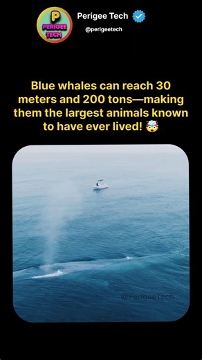 The Blue Whale Is the Largest Animal Ever Known! 🤯