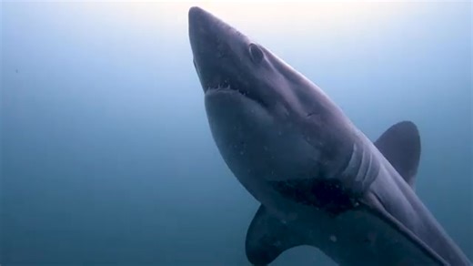 Ploumanac'h. "Rencontre avec le grand requin Breton"🐋🦈 Le requin taupe (ou Lamna nasus) est une espèce réelle, parfois observée sur les côtes bretonnes, surtout l’été, lorsqu’il s’approche des eaux tempérées. Mais le voir rôder du côté des rochers roses de Ploumanac’h, entre les chaos de granit et les criques secrètes, a quelque chose de mystérieux… 🐋 Le requin taupe, puissant et fuselé, remonte parfois jusqu’aux abords de Ploumanac’h. On l’aperçoit au large des Sept-Îles ou, plus rarement, e