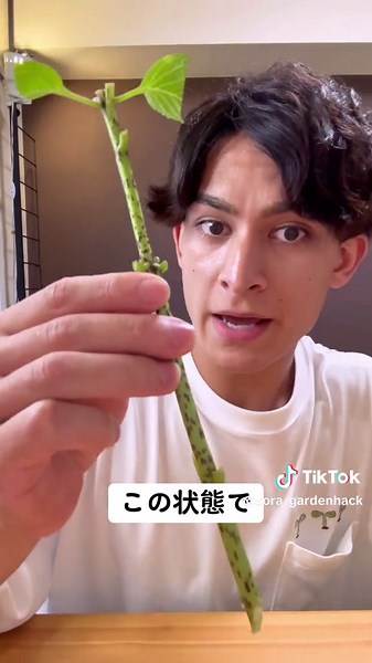 切ったアジサイ＋水💧⇨無限アジサイ🙄🌸 すぐに簡単に増やす事が出来てとってもオススメ☺️全く同じアジサイをたくさん増やせます🌸 #主婦 #キッチン #ライフハック #子供のいる暮らし #植物 #育て方 #家庭菜園 #自由研究 #アジサイ #増える