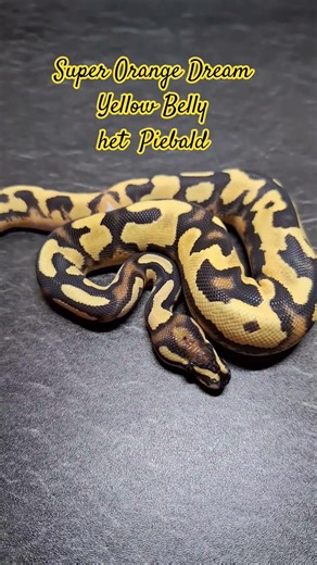 Nice 😎 #ballpython #snake #königspython #reptiles #pythonregius