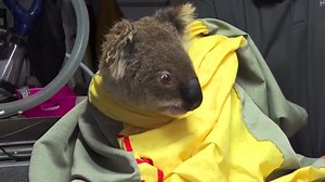 Fires threaten koalas in New South Wales