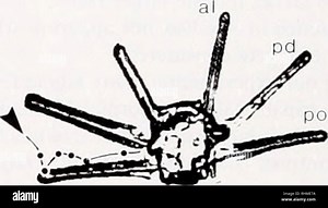 . The Biological bulletin. Biology; Zoology; Biology; Marine Biology. 51. Figure 3. Capture of a polystyrene sphere by an 8-day-old Dcihlnnlci ci'niricn.t larva fed 250 cells ml ' Rhodomonas sp. The larva is shown in anterior ventral view (swimming up toward the video camera). Video frame number (30 frames s ') is shown in the upper nght of each panel. Each video frame was edited to enhance contrast and reduce background pixel values to near zero. An unintended result of this editing is an incre