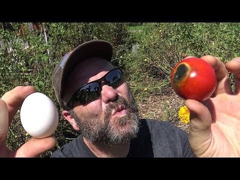 What's up with These Black spots on my tomatoes..How do I fix it? Gardening Tips and Tricks!