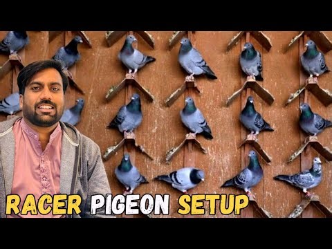 Racer Pigeon Big Setup Tour 😍 Racer Kabootar Mini Zoo Mein Ly Ay ? 🤔