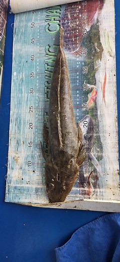 From Sundays chasrter we have both Austin and James with their 47cm flathead along with a niced sized salmon | Timeout Fishing Charters