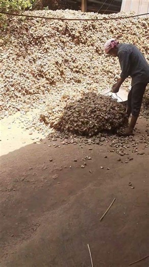 Amazing Hard Work! Areca Nut Shell Composting in Action