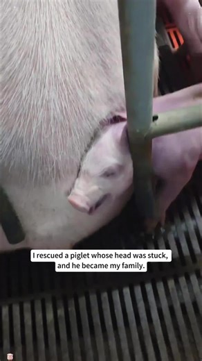 I rescued a piglet whose head was stuck,and he became my family.#love #animals #rescue #usa #fyp