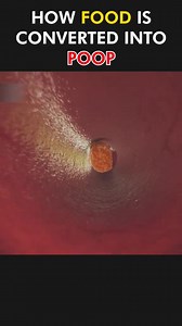How food is converted into poop... . . . . . #viralpost2025シ #videoviralシ #fypシ゚viralシ #viralreelsシ #foryoupagereels #moodchallengemoodchallenge #fbreelsfypシ゚viralシ #viralreelsfacebook #viralchallenge #viralreelschallenge #foryoupageシ #forsale #nutrition #nurse 👩‍⚕️👩‍⚕️👩‍⚕️ | BS Nursing Examination stuff. Bsn