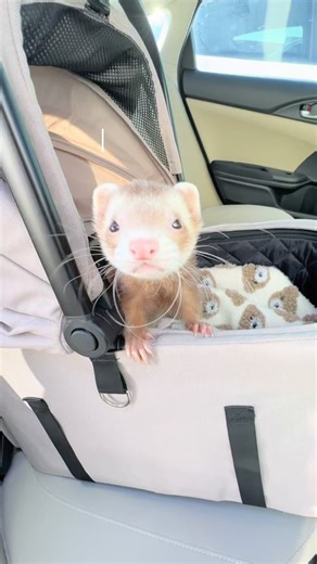 Moon's Birthday Shopping Adventures with Friends