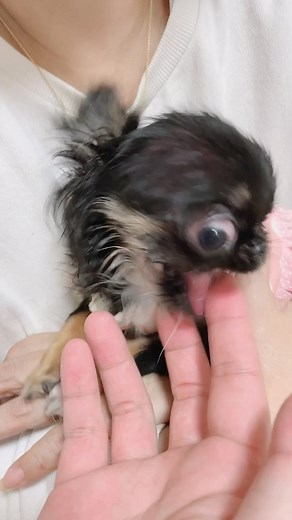 @cawaii_mybabies | ‎🩷 🩷 🩷 私から奪われそうになると 怒みんみに変身！ ﾍｰﾝ∠( '-')／ｼﾝ！ ますます愛おしいやないか🩷🥹 そして怒られても 可愛い可愛い言ってる家族たち ドMなのか‪𐤔𐤔‬ #ちわわぱぴーのみんみ #がんばるみんみ #水頭症 #水頭症チワワ #水頭症わんこ...‎ | Instagram