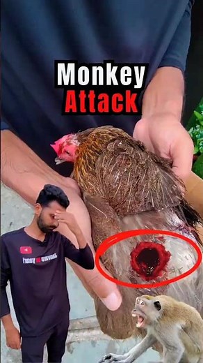 Saving My Hen’s Life 💔 | Monkey Bite Wound Care #viralshorts #minivlog