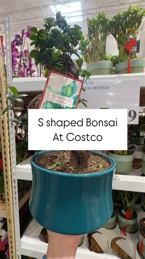 Costco New Deals |Alejandra Martinez on Instagram: "S shaped bonsai are back at Costco!!! These are super popular and available for a limited time only!! Have you spotted these yet? How do you care for them? #costco #costconewdeals #costconew #costcodeals #costcofinds #costcomusthaves #costcohaul #bonsai"