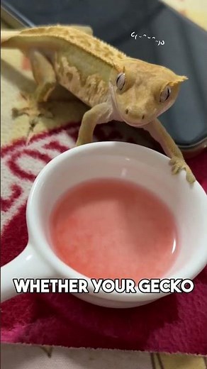 This is what your crested geckos eat