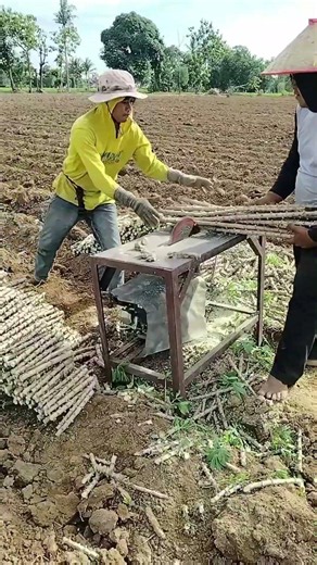 Sawing cassava stems with a circular saw