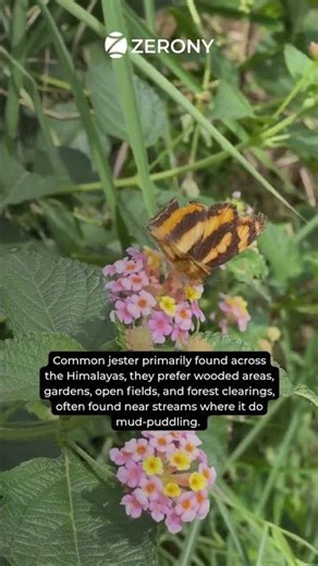 This stunning butterfly belongs to the brush footed family | Zerony reel