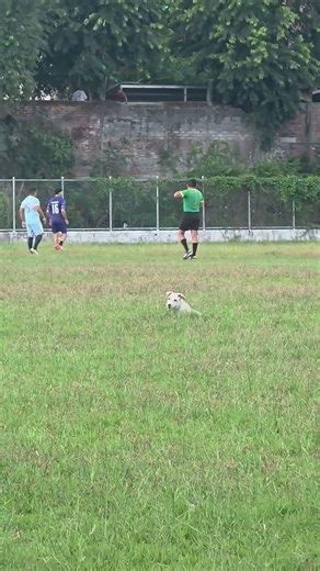 it's just a kid playing #pets #petfriendly #viral