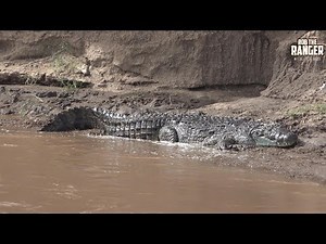 Monster Crocodiles Of The Mara River | Zebra Plains