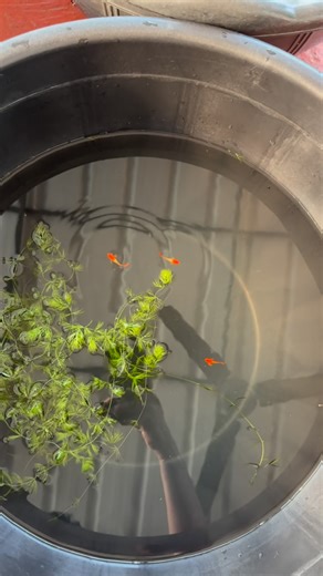 Guppy Tales on Instagram: "Red Ear koi ❤️ #guppykerala #guppytank #guppyfarm #guppy #farmlife #malayalamguppy #trendingreelsvideo #virałreels #unboxing #redguppy"