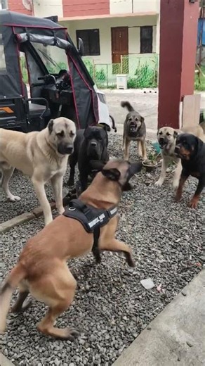 Can First-Time Owners Handle a Malinois? 🤔