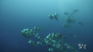 Witness the amazing underwater ballet of Bumphead Parrotfish spawning in Palau. These aggregations happen during every new moon. More info: https://masterliveaboards.com/palau/new-moon-spawning-10-nights/ | Master Liveaboards