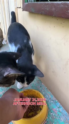 Feeding Stray Cats: A Heartwarming Compilation