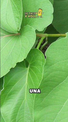 🌿 Hoja Santa: the aromatic and medicinal secret of Mexican cuisine