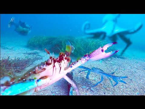 Crab vs Octopus vs Fish - Ozzy Man Reviews