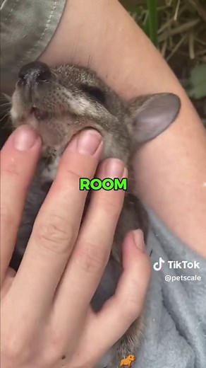 Would a Wallaby Make a Good Pet? Discover the Facts!