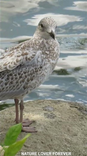 Gull eating food and relaxing #shorts #cute #birds