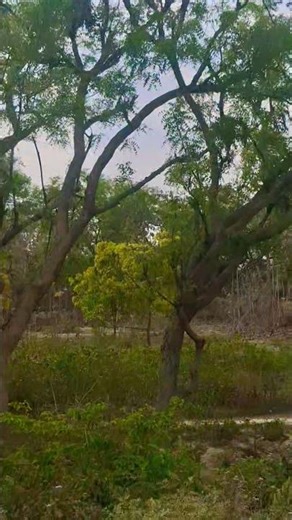 Hamnava Mere Kal Raste Me Mere #viral #greenlove #travel #freestylerap #jungle #viralvideos