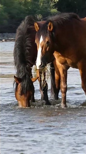 Beautiful Horse #horse #wildlife #nature