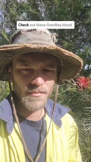Just tap the bottom & give it a lick 😋 🪷 You can do this with most of your larger Grevillea flowers. It's sweet nectar is a great bush tucker treat, especially for the kids. The birds and bees will also love lapping up its gooey goodness 🐝🦜 #grevillea #flowers #bushgardens #ediblegarden | Delivertree