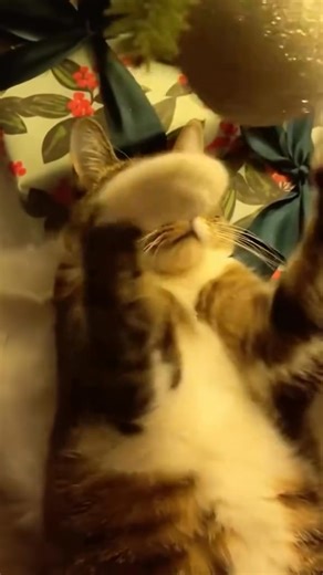 Cats causing havoc at Christmas | Sci-Fi World