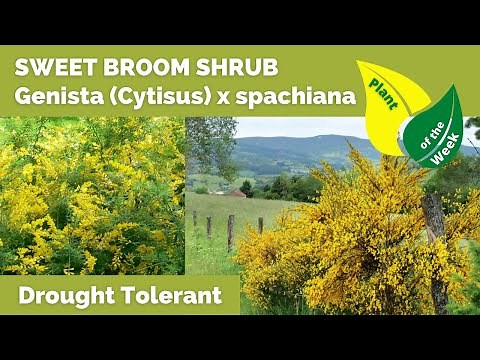 SWEET BROOM SHRUB | Genista Cytisus x spachiana