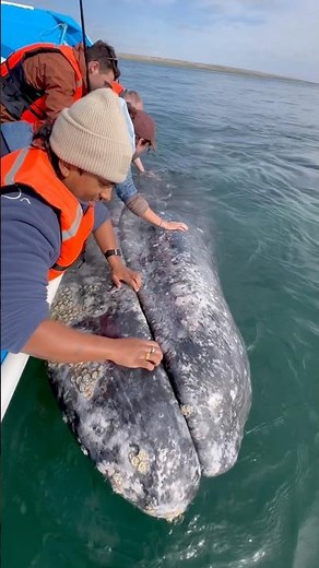 This whale interaction is actually insane #wildlife #oceanlife #shorts