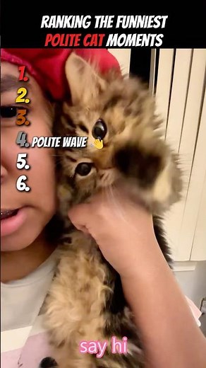 Ranking The Funniest Polite Cat Moments