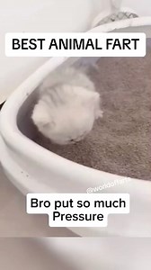 Best animal farts ! #fart #animals #pet #compilation #farting #viral #reelkarofeelkaro #reels2024 #reelsoftheday #reseller #reelviral #Foryou #Facebook #reelitfeelit #reelschallenge #foryoupage #viral #sneakerhead #blowthisup #viralvideo #usa #thebest #reelsviralfb #reelsvideoシ #reelsforyou #reelfacebook #reelsfacebook #reels2024 #reelviral | San Star Fc