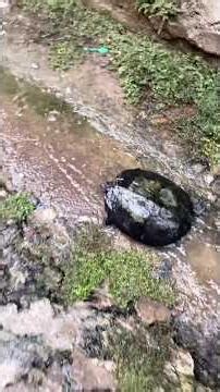 Raining with Rocky #comedy #funny #lol #alanofficial