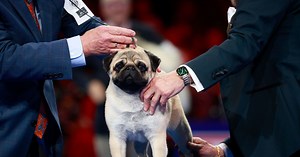 Vito the pug, with ‘sympathetic eyes and a muscly stature,’ wins National Dog Show