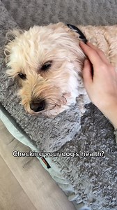 115K views · 2K reactions | Monitor your dog's vitals and keep them healthy and happy. Act now and get 30% off! | Tractive | Facebook