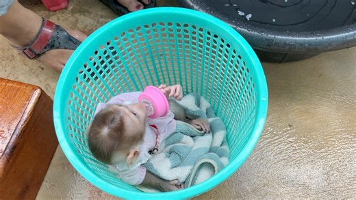 10K views · 454 reactions | Baby Emma Very Calmly In Trash Bin Wait Mom Cleaning Diaper | Monkey Daily | Facebook