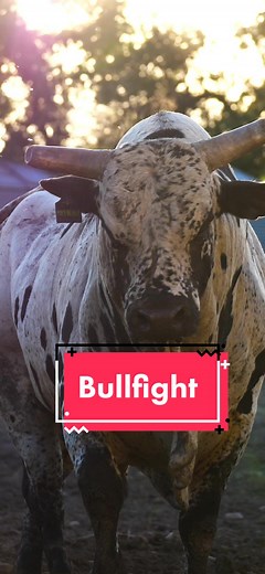 Bullfight #bulls #buckingbull #angry #dominance #rodeo #western | bull