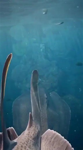 Tiny Fish GoPro Underground Water #tinylens #viralvideo #reels #4kvideo